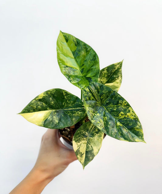 Alocasia Sinuata Variegada “4