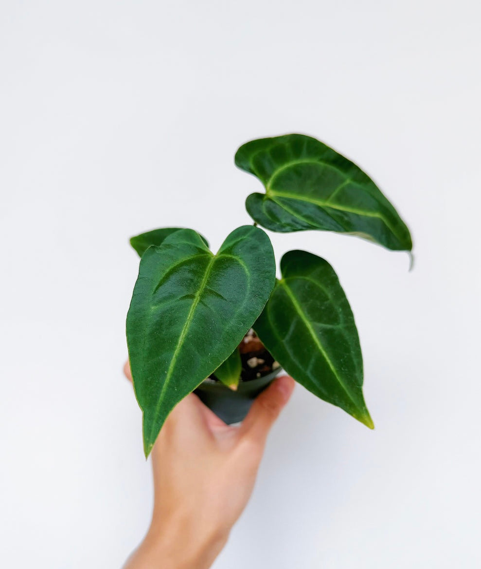 Anthurium Hoffmani X Black Beuty “4