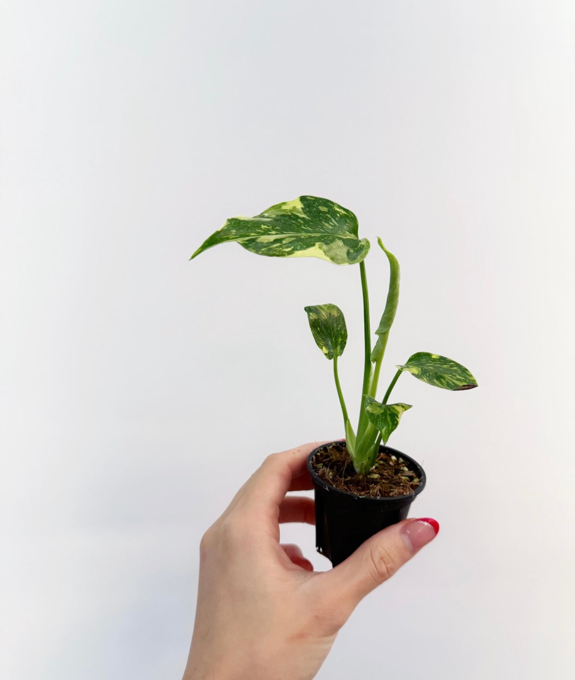 Monstera Electrolyte “2