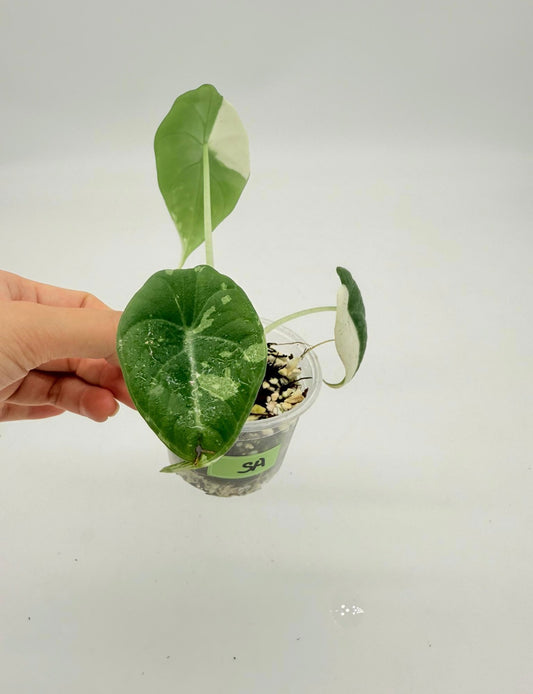 Alocasia Maharaní Albo “4 (planta exacta)