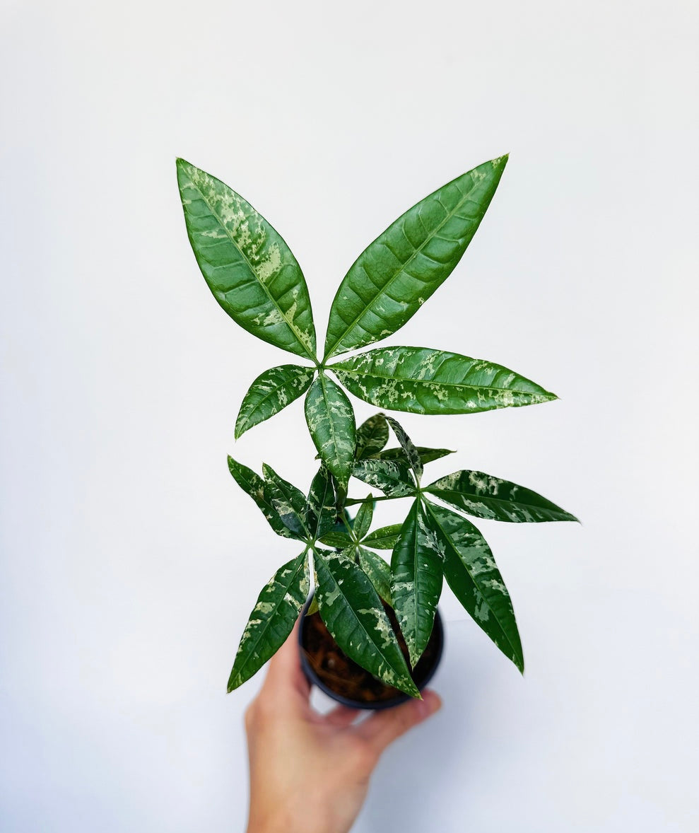 Pachira Aquatica Variegada (Money tree) “4