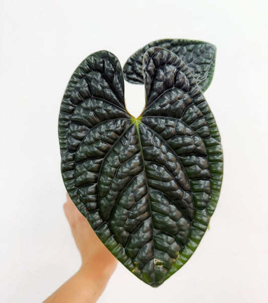 Anthurium Luxurians “4