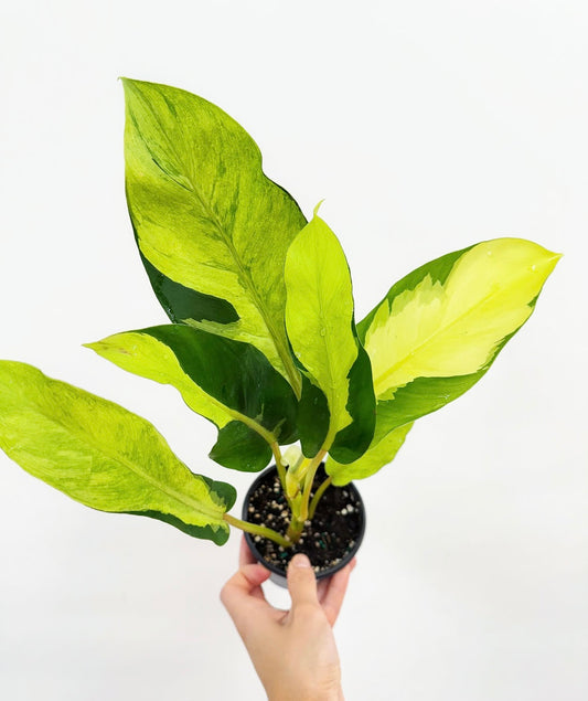 Philodendron Thai Sunrise "5