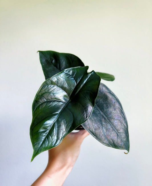 Alocasia Green Unicorn "4 (alzalani X Dragón Scale)