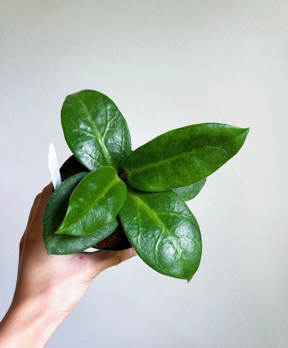 Hoya Calycina Stargazer “4