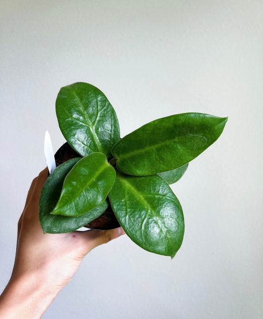 Hoya Calycina Stargazer “4
