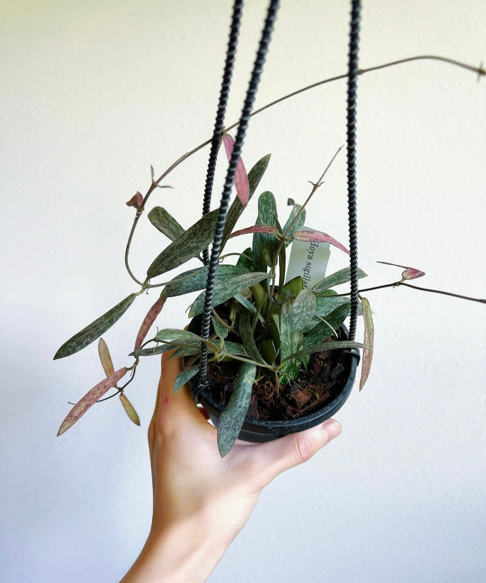 Hoya Sigillatis “4 colgante