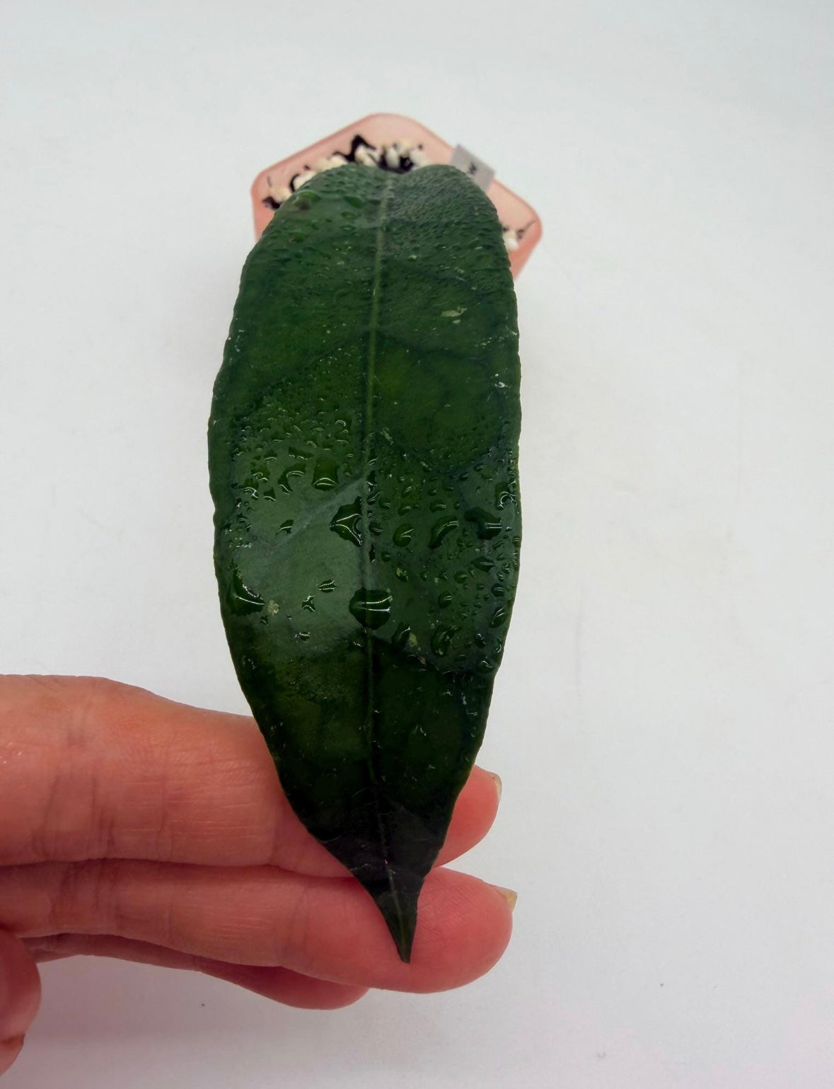 Hoya Dragón Claw “3 (corte enraizado)