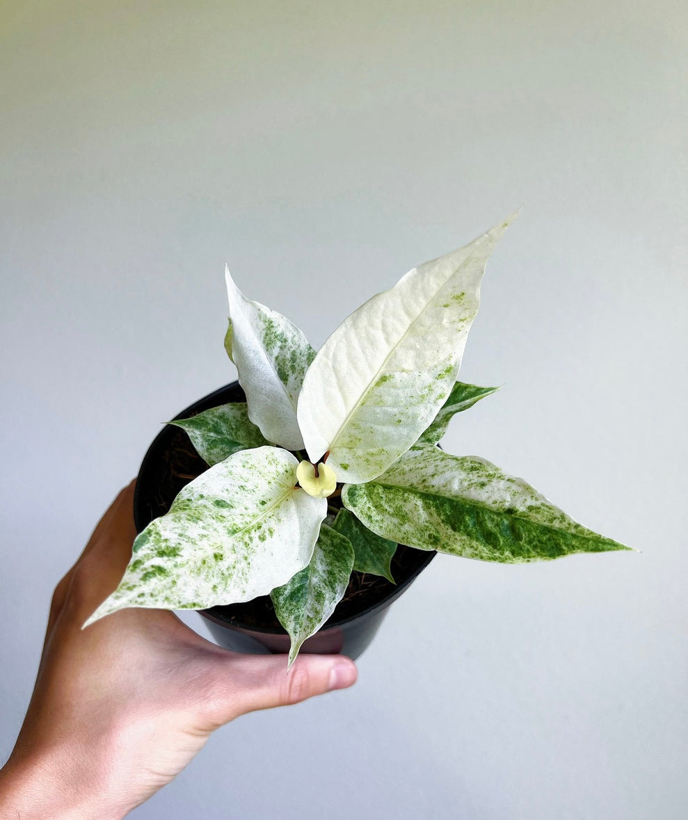 Anthurium Hookeri Variegado "4
