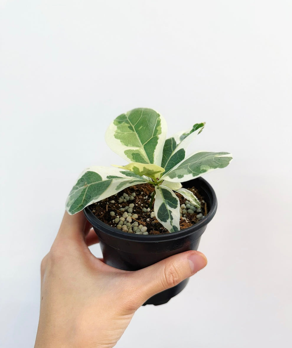 Ficus Lyrata Variegado “4