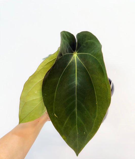 Anthurium Carlablackiae Scott x BVEP “4