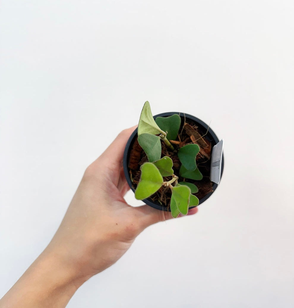 Hoya Manipurensis “4