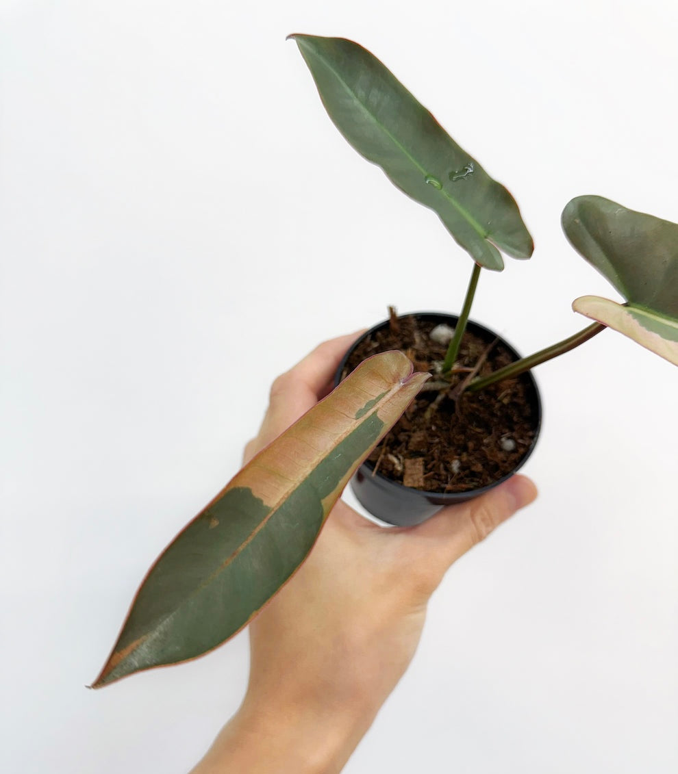 Philodendron Atabapoense Pink “4