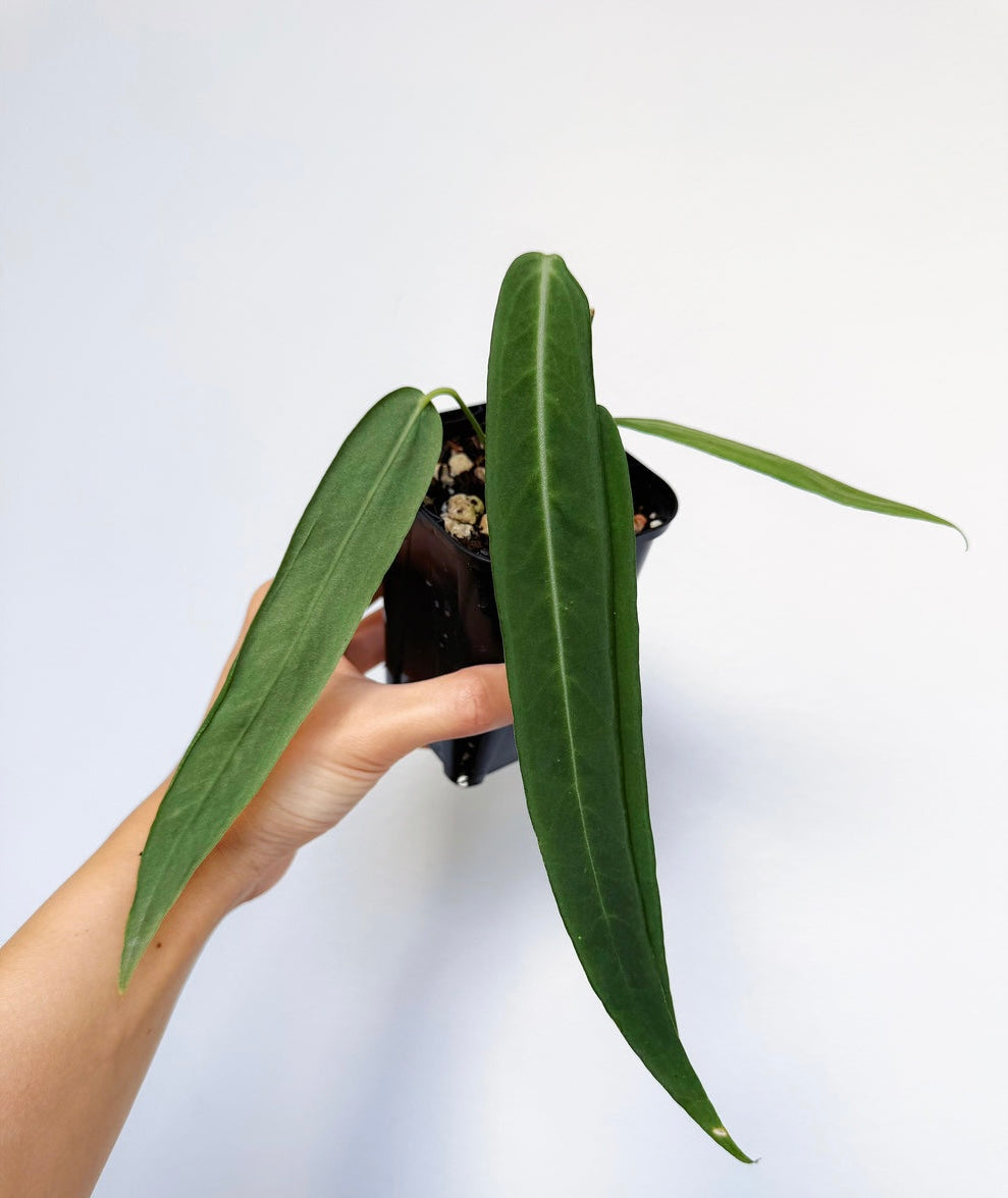 Anthurium Pallidiflorum “3