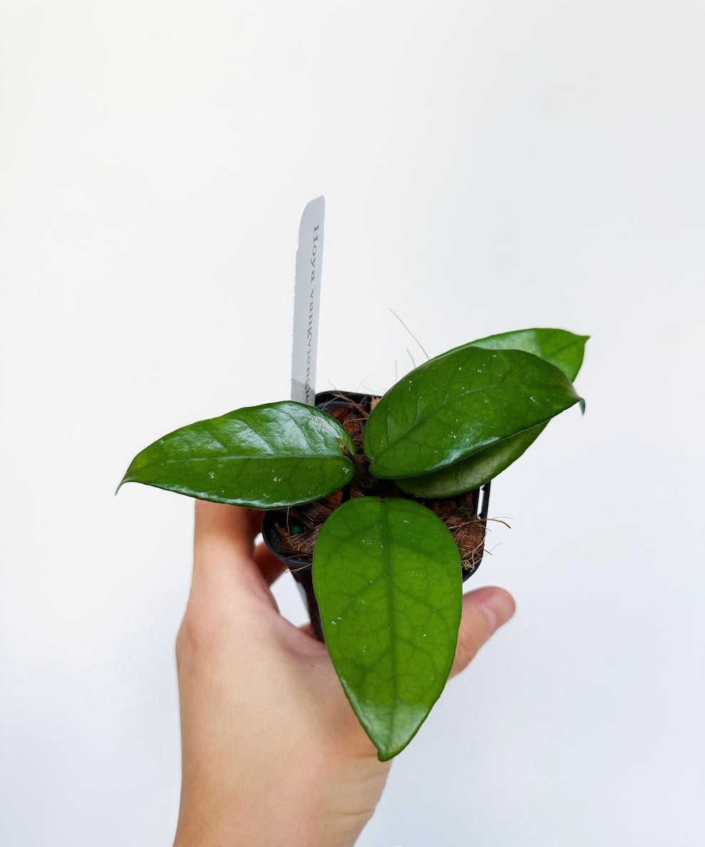 Hoya Vangviengiensis “4