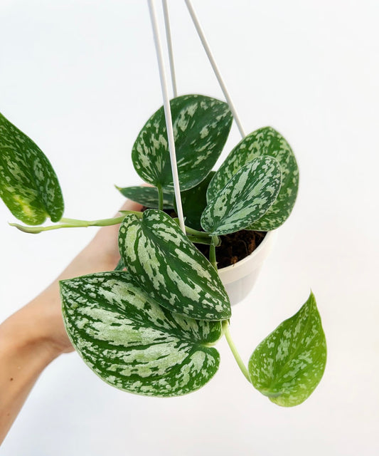 Scindapsus Tricolor “4