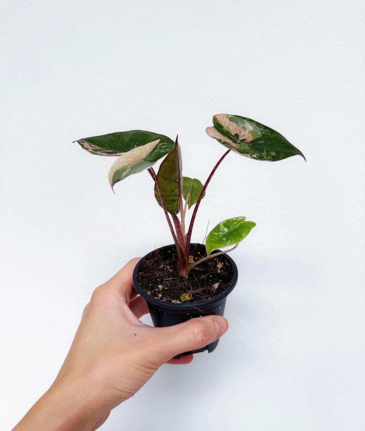 Alocasia Yucatan Princess Variegada "4