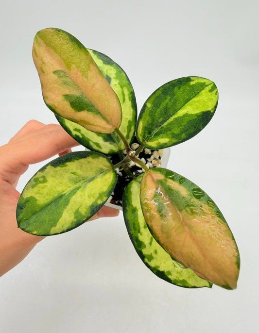 Hoya Australia Peacock “3