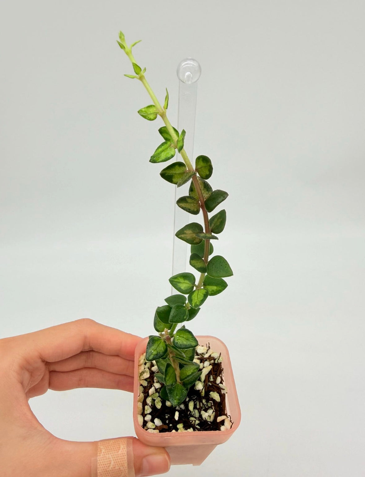 Hoya Chinghungensis Variegada “3