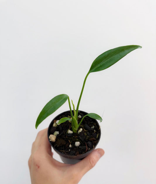 Monstera Burle Marx Flame "4