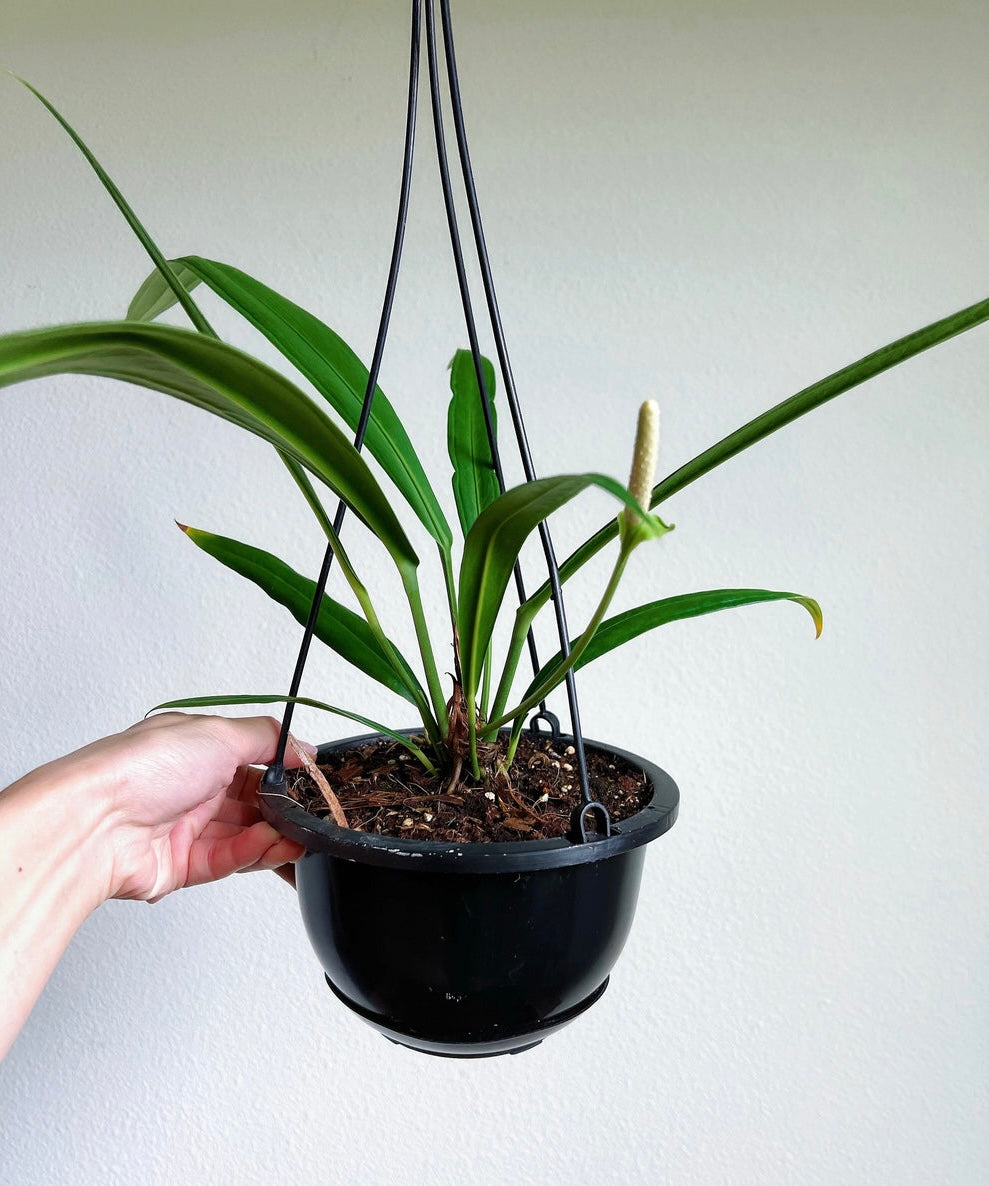 Anthurium Bakeri “7 colgante
