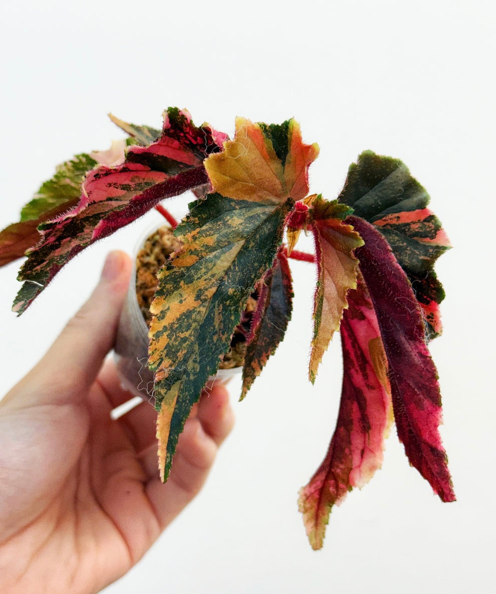 Begonia Ginny Galaxy “3