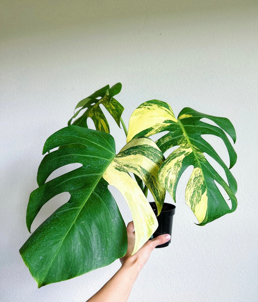 Monstera Deliciosa Aurea "6