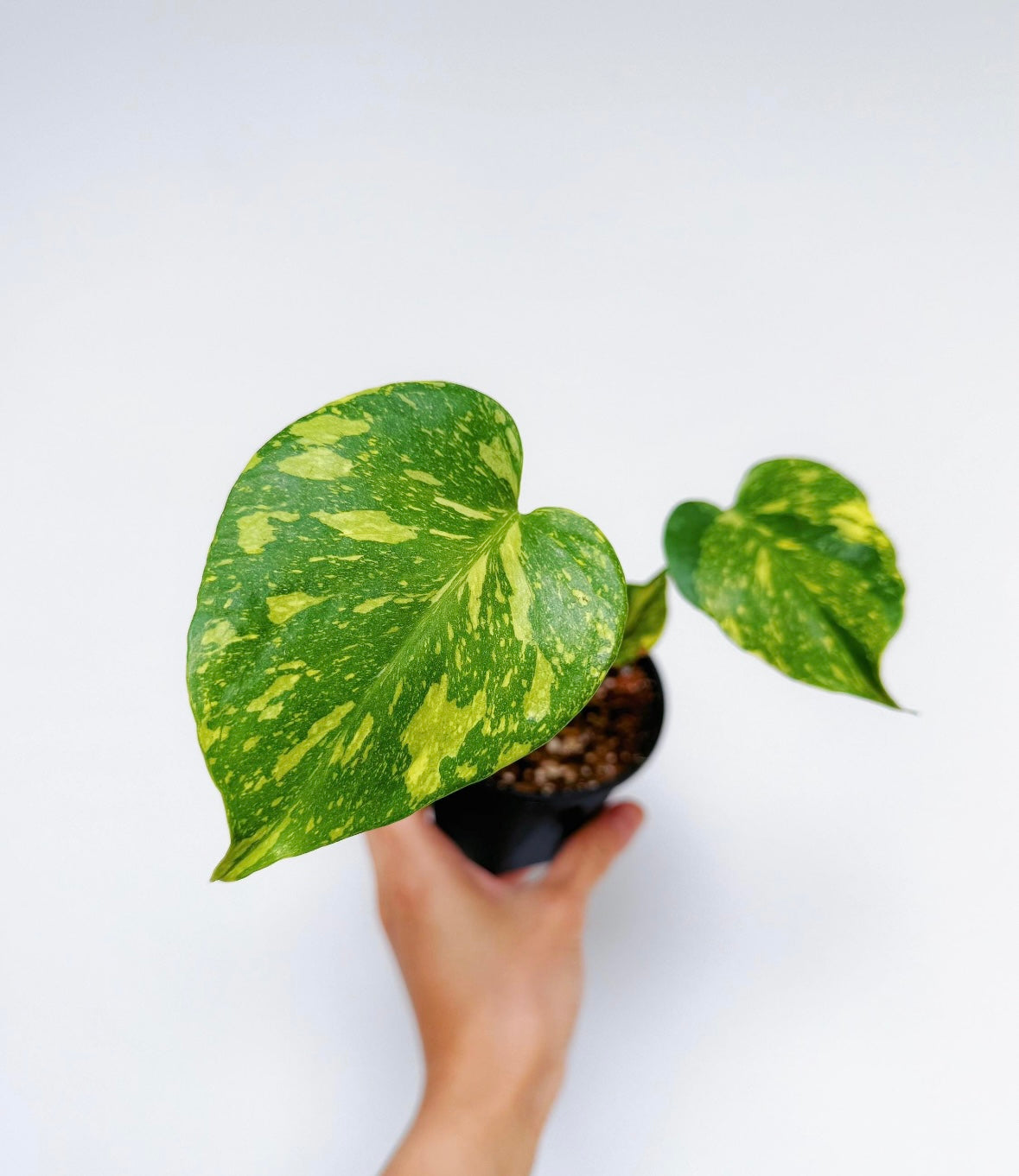 Monstera Electrolyte “4