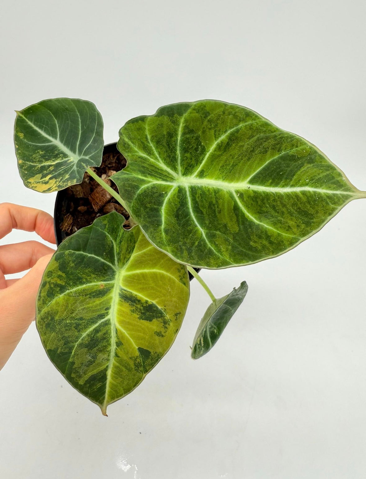Alocasia Black Velvet Golden "4