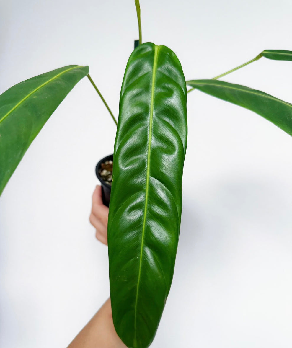 Philodendron Patriciae "6
