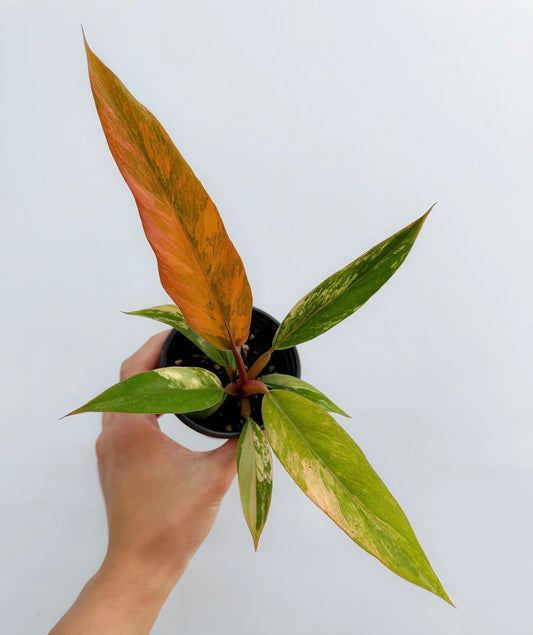 Philodendron Caramel Marble "4