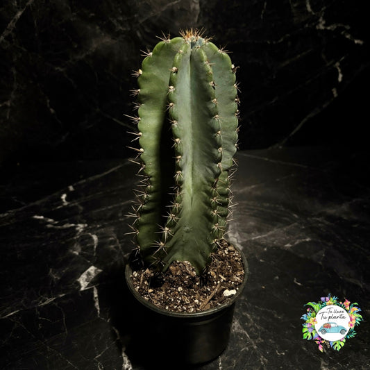 Cereus Jamacaru “5