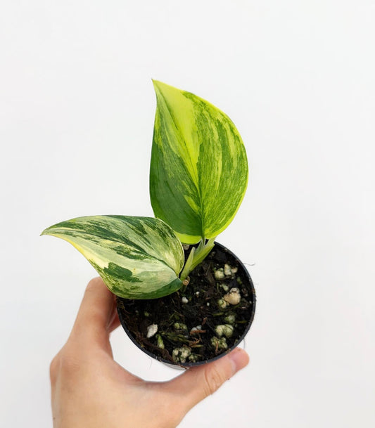 Scindapsus Rubicon “3