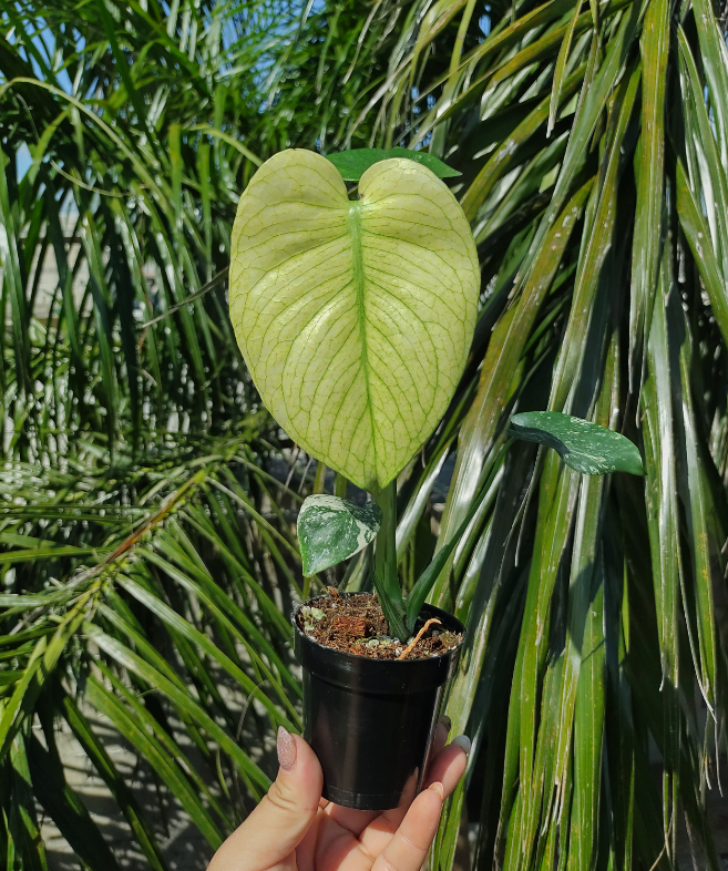 Monstera Deliciosa White Monster Mint "4