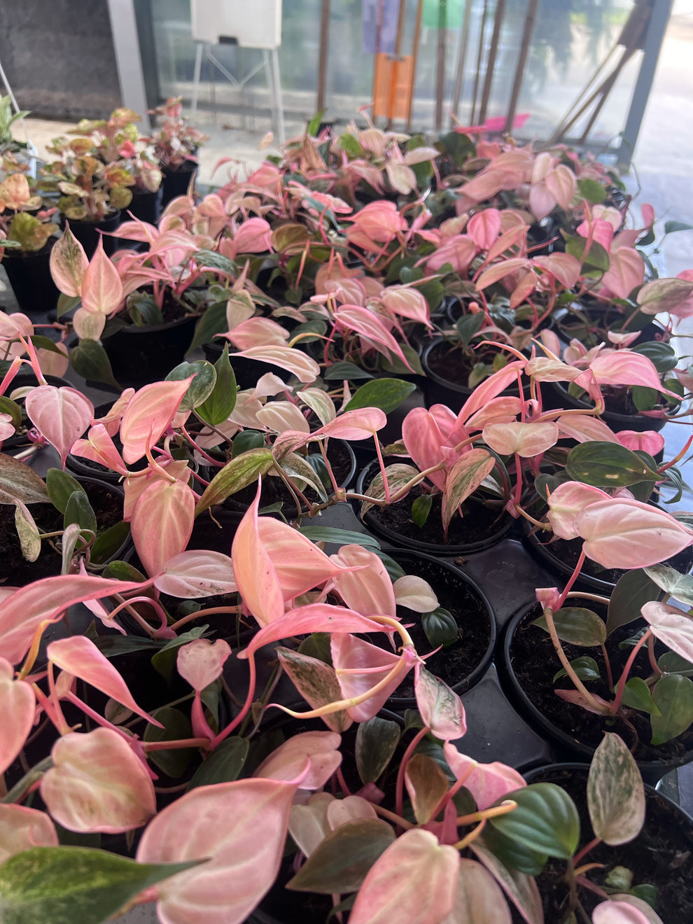 Philodendron Pink Micans “4