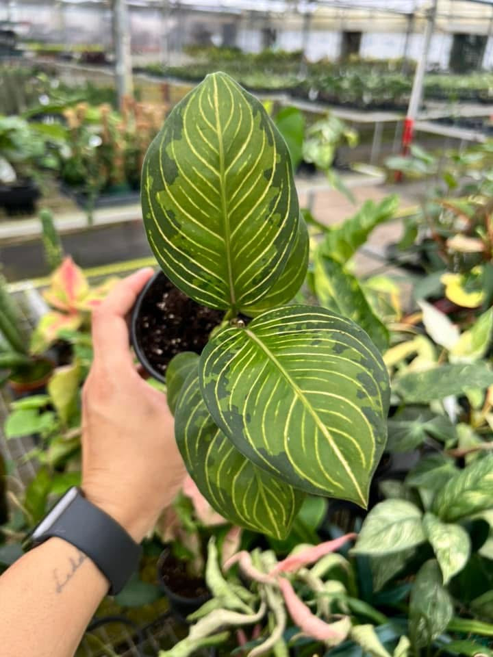 Aglaonema Black Lipstick "4