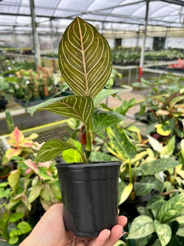 Aglaonema Black Lipstick "4