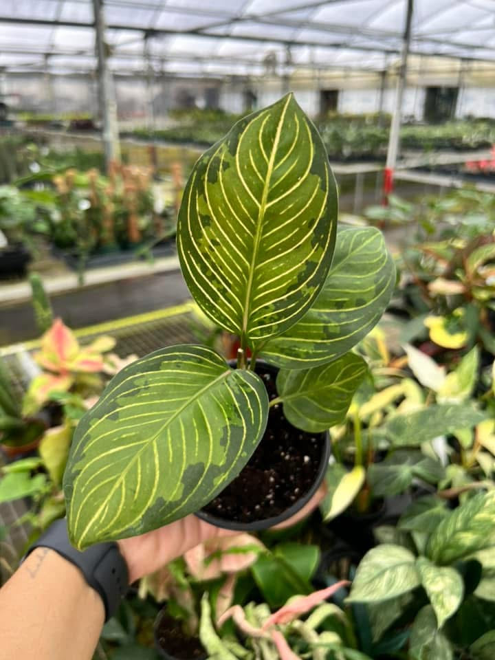 Aglaonema Black Lipstick "4