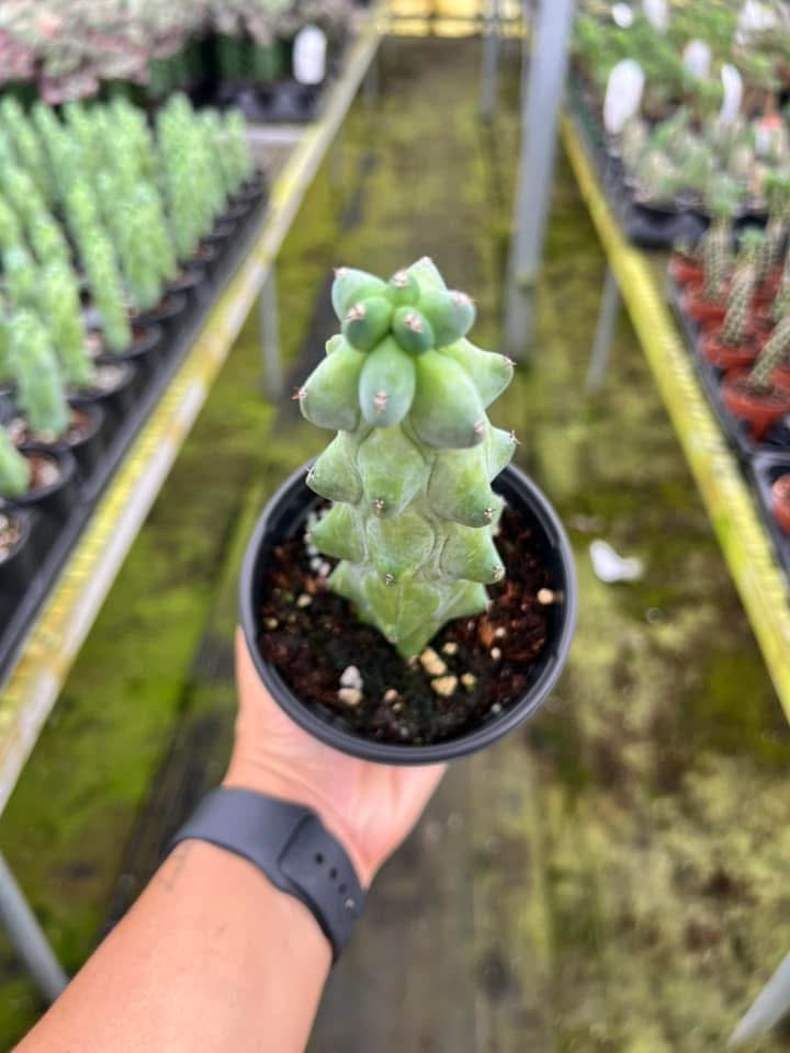 Cactus boobie "4