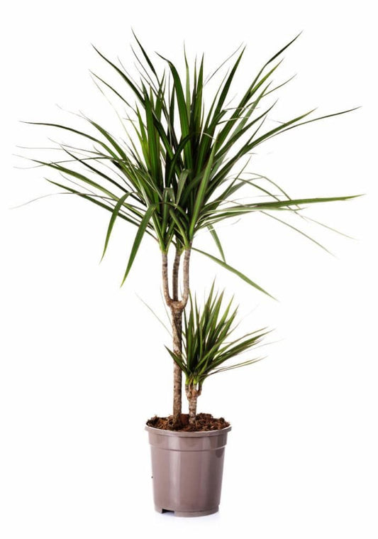 Dracena Marginada “10
