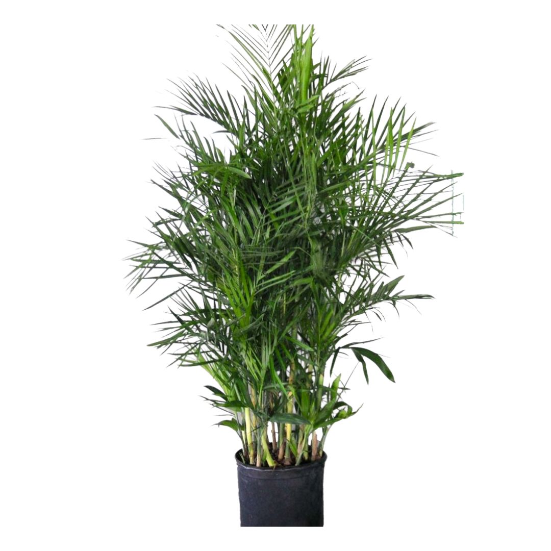 Palma camedor (Palma Bambú)