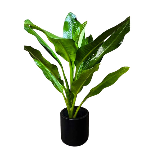 Diffenbachia Reyna 1m