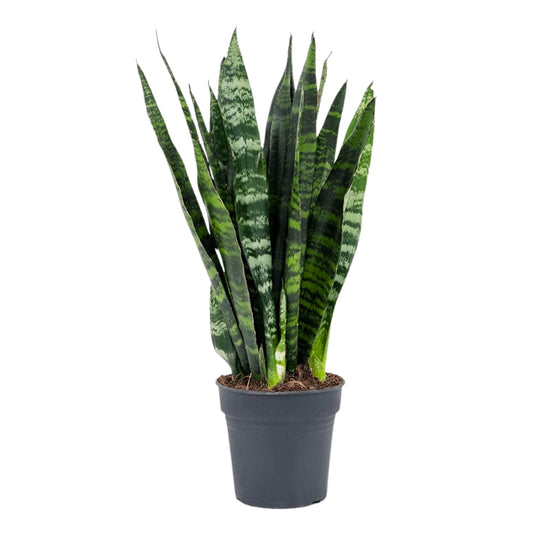 Sansevieria Trifasciata