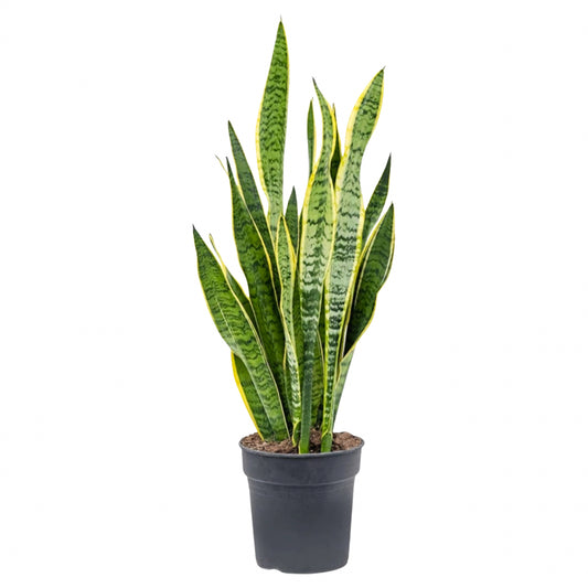 Sansevieria Laurentii  “7