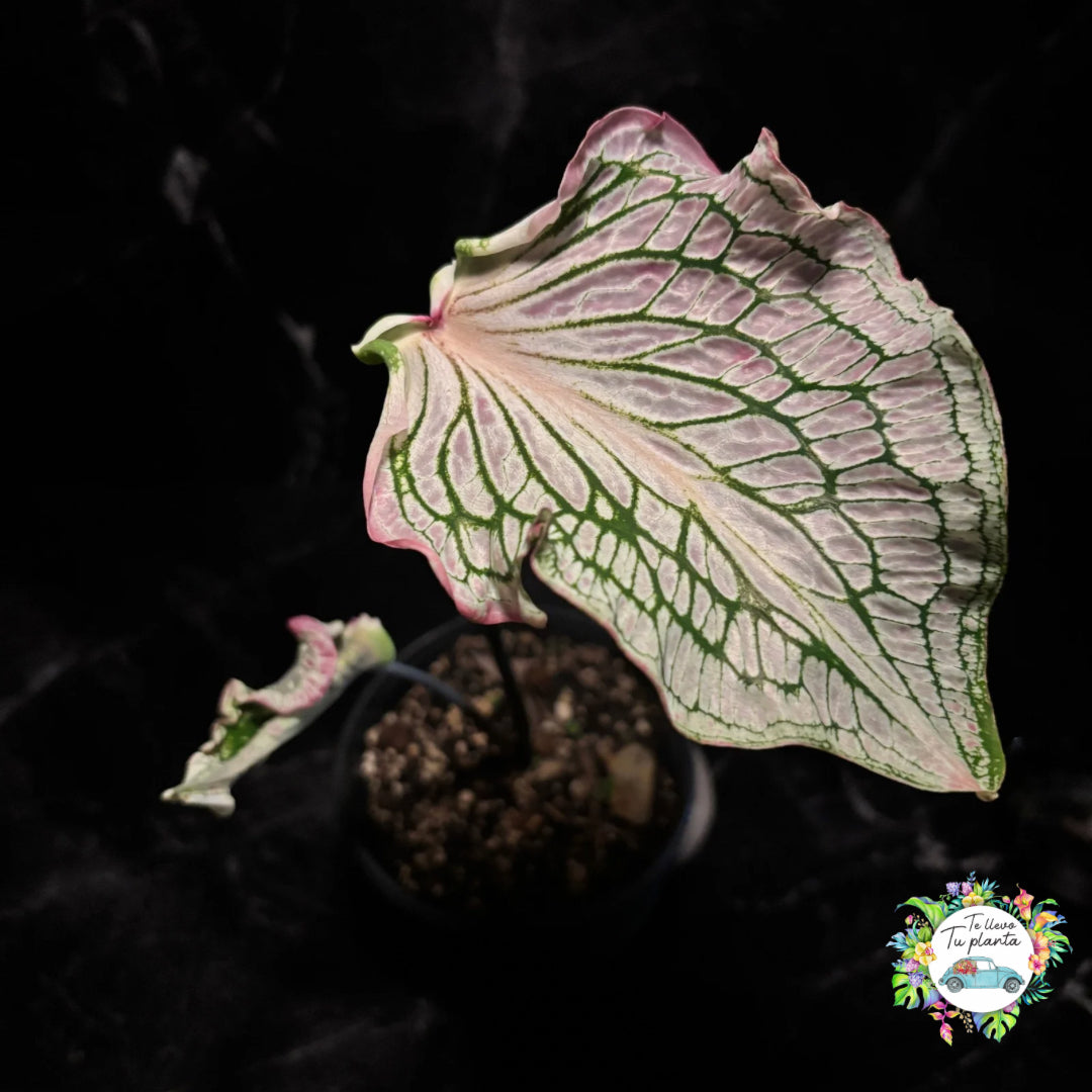Caladium Thai Beauty “5