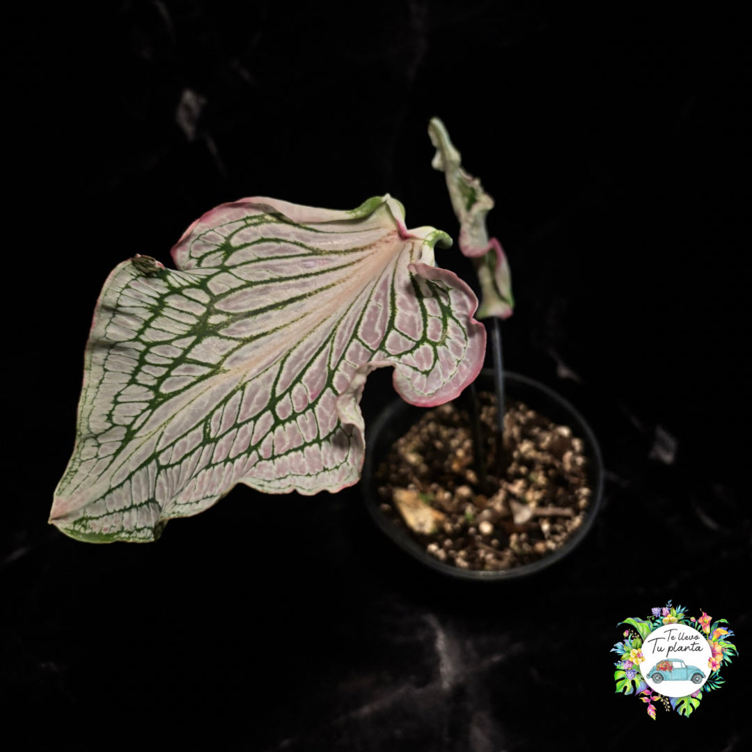 Caladium Thai Beauty “5
