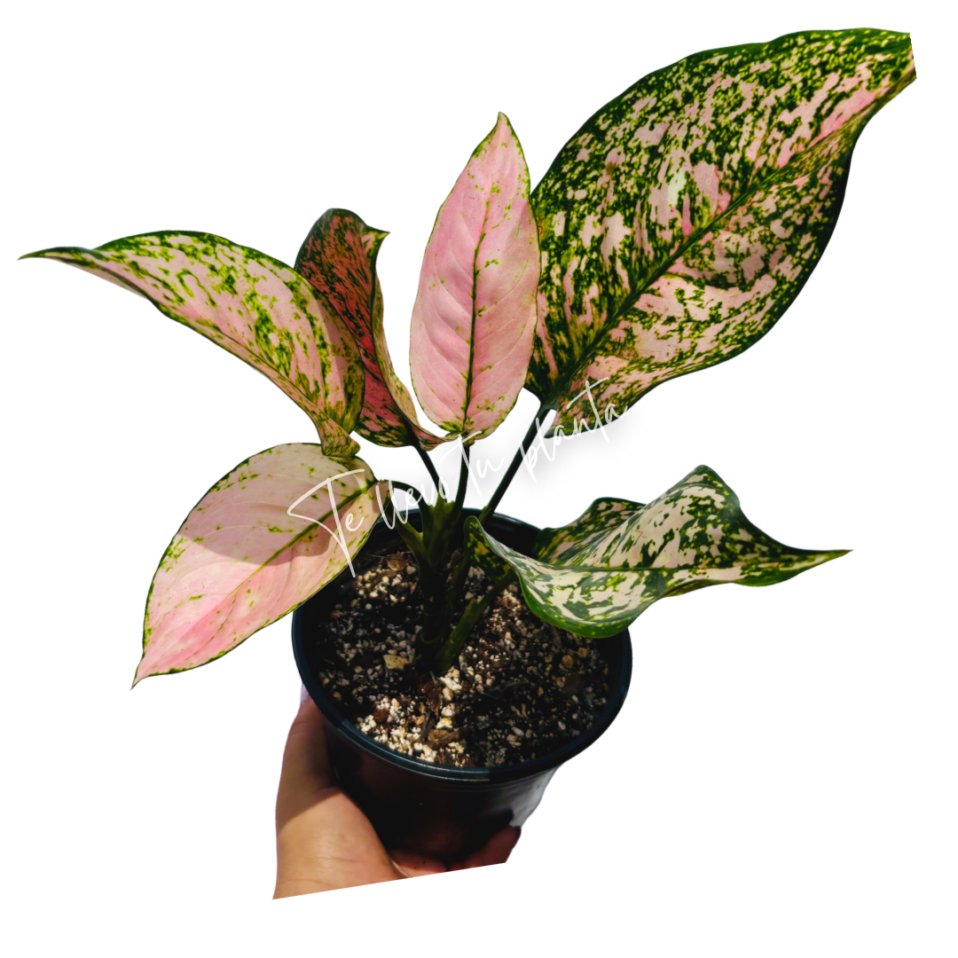 Aglaonema Etta Rose “5