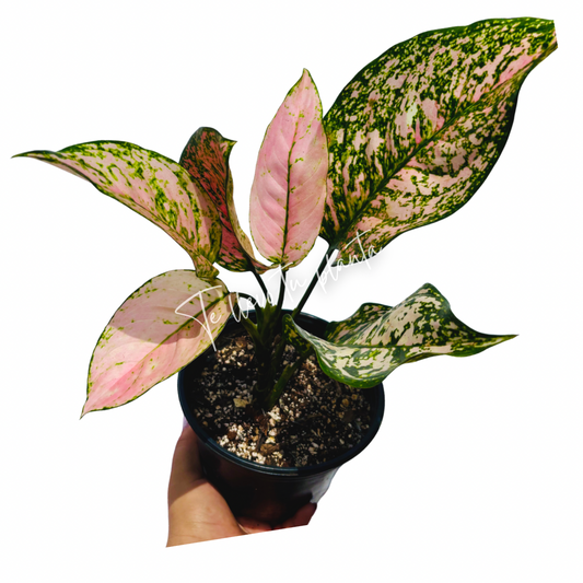 Aglaonema Etta Rose “5