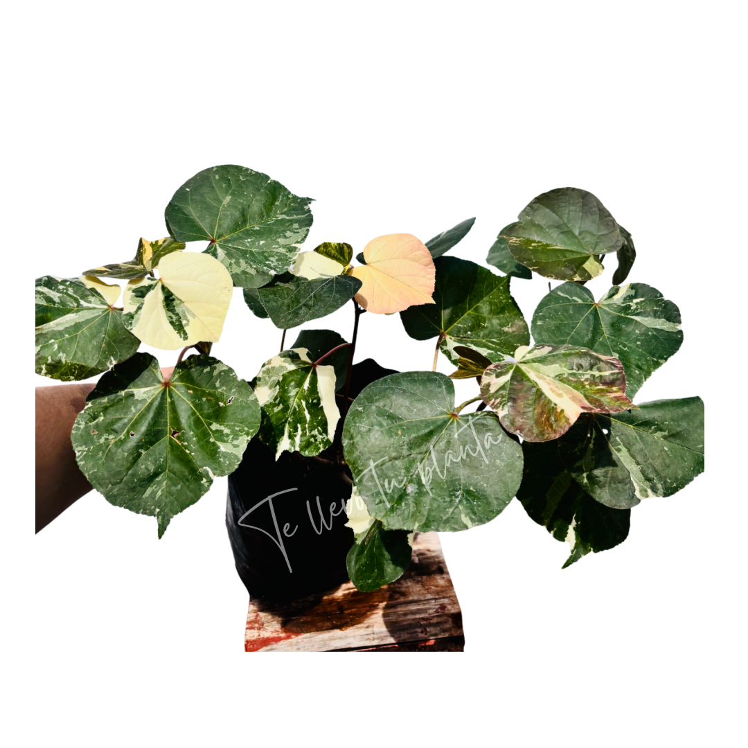 Hibiscus Tilleaceus Variegada (Majagua Arcoíris)