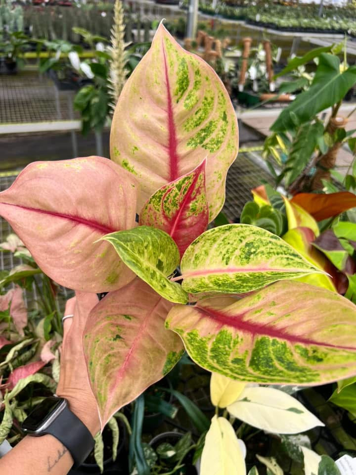 Aglaonema Jackpot "4